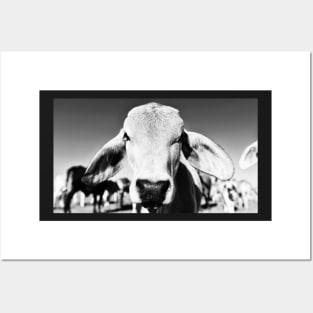 Brahman cow in black and white Posters and Art